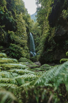 Tranquil Los Tilos Waterfall in La Palma's Lush Forest