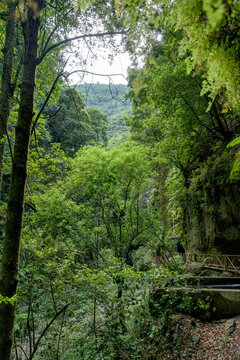 Lush greenery of Los Tilos Waterfall in La Palma