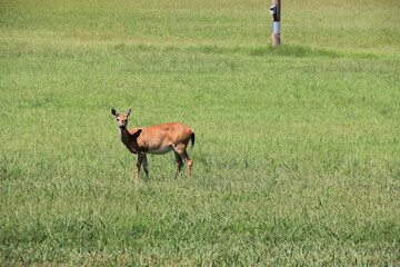 Deer Walking Through A Field