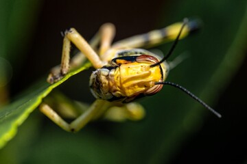 Brown yellow locust macro on green leaves, swarming on the grass, pests Consume crops. Live food.