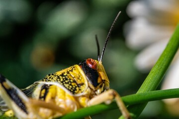 Brown yellow locust macro on green leaves, swarming on the grass, pests Consume crops. Live food.