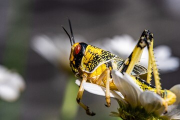 Brown yellow locust macro on green leaves, swarming on the grass, pests Consume crops. Live food.