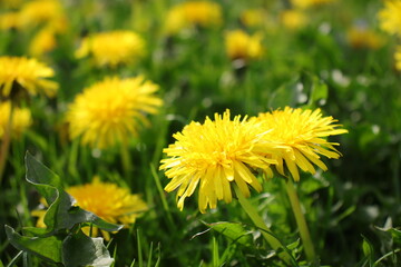 Two dandelions on the field close-up. Summer flowers in greenery. Copy space. Macro photo. Postcard