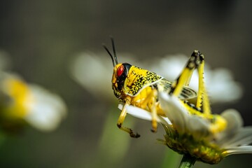 Brown yellow locust macro on green leaves, swarming on the grass, pests Consume crops. Live food.
