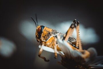 Brown yellow locust macro on green leaves, swarming on the grass, pests Consume crops. Live food.
