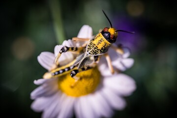 Brown yellow locust macro on green leaves, swarming on the grass, pests Consume crops. Live food.