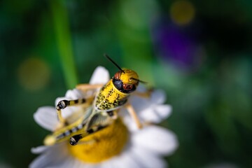 Brown yellow locust macro on green leaves, swarming on the grass, pests Consume crops. Live food.