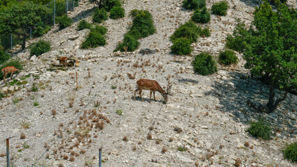 mammal deer green animal wild young wildlife doe outdoor grass brown nature female