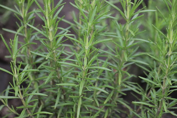 Rosmarinus officinalis. Fresh green rosemary leaves.