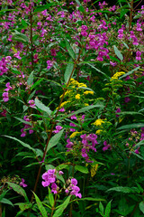 Naklejka premium Neophyten: Kanadische Goldrute (Solidago canadensis) und Indisches Springkraut (Impatiens glandulifera)