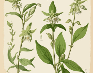 Antique botany illustration: Broad Leaved Helleborine, Epipactis latifolia

