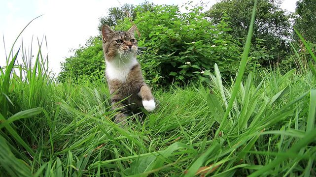 Lustiges Video von einer kleinen Katze die im Gras spielt