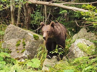 brown bear in the forest