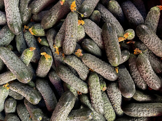 Vegetables harvest. Fresh ripe cucumbers as background, top view