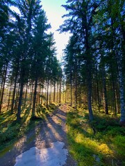 path in the forest