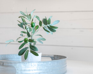 plant with shiplap background