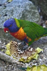 Australian parrot rainbow lorikeet eats sunflower seeds.