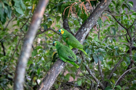 Couple of wild Brazilian true parrots (Amazona aestiva)