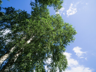 A tree with green leaves is in the middle of a blue sky. The sky is clear and bright, and the birch tree is the main focus of the image