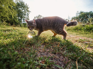 A cat is sitting on a grass by a glass ball. The sun is shining brightly in the sky creating warm sunny mood. Light and airy feel. Pet in a rural or country side.