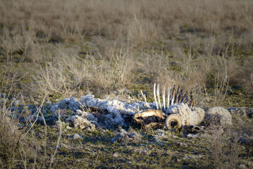 Economic and Environmental Crisis Ram Carcass in a Dry, Barren Landscape
