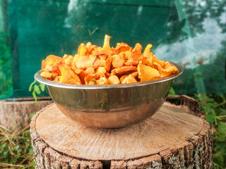 Metal stainless bowl full with fine golden chanterelle mushrooms on tree stump. Tasty nature product collected in clean forest for cooking. Fine organic food.