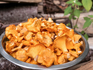 Metal stainless bowl full with fine golden chanterelle mushrooms standing on a firewood, rural country background. Tasty nature product collected in clean forest for cooking. Fine organic food.