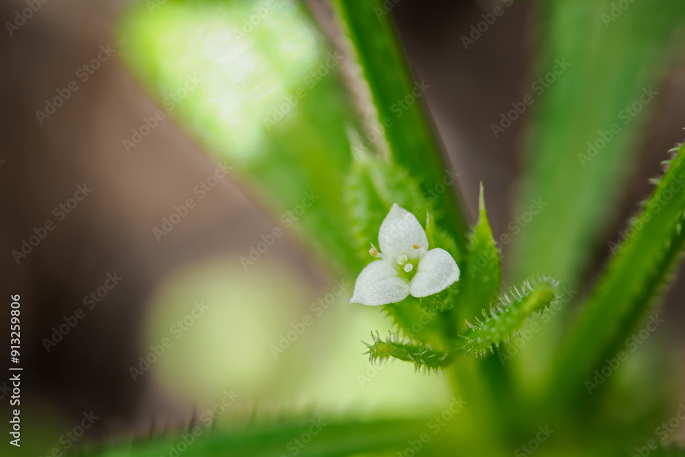 Wall mural white holly flower and green leaves.