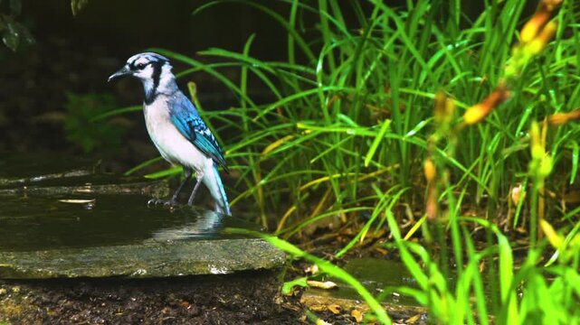 blue jay standing in the rain on a stone walkway
