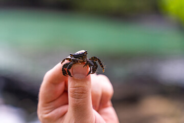 Man holding Hawaiian A'ama Crab (Grapsus tenuicrustatus) 