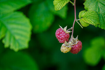 Red raspberry fruit on plant.