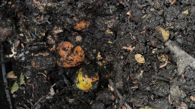 Fresh compost made of kitchen and garden leftovers, necessary in gardening. "Black gold"