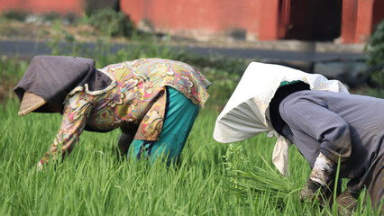 Close-up of farmers bending over to plant rice in a lush, green paddy field. They are wearing...