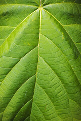 Struktur von einem Blatt von einem Blauglockenbaum mit Blattadern