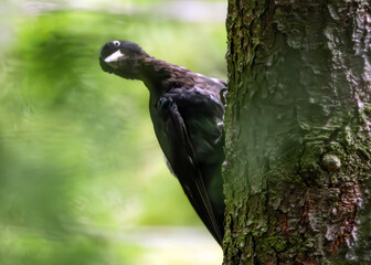 Lustig schauender Schwarzspecht am Baum