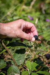 A close up of a womans hand picking a ripe blackberry from a bush in the Sussex countryside