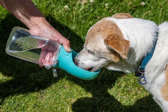A dog drinking water from a portable water bottle on a summer's day