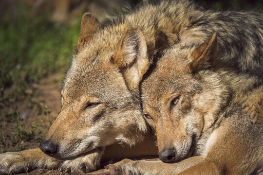 Wolf (Canis lupus), two wolves lying, portrait, summer, Germany, Europe