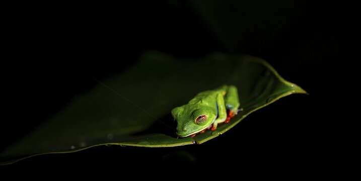 Red-eyed tree frog (Agalychnis callidryas) on a leaf, macro photograph, black background, Tortuguero National Park, Costa Rica, Central America