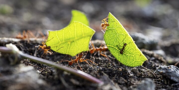 Leafcutter ants carrying leaves, ant trail, Tortuguero National Park, Costa Rica, Central America