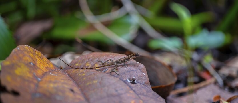 Fringed lizard or Anoli, Tortuguero National Park, Costa Rica, Central America