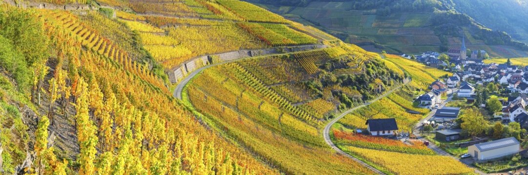 Vineyards in autumn, Mayscho&szlig;, Ahr valley, red wine of the Pinot Noir and Portugieser grape is grown here, red wine growing region, Eifel, Rhineland-Palatinate, Germany, Europe