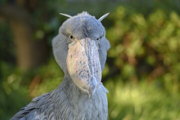 Shoebill (Balaeniceps rex), Occurrence in Africa, captive, animal portrait, Japan, Asia