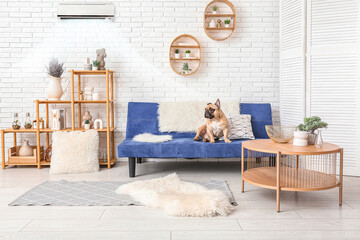 Cute French bulldog sitting on sofa in living room