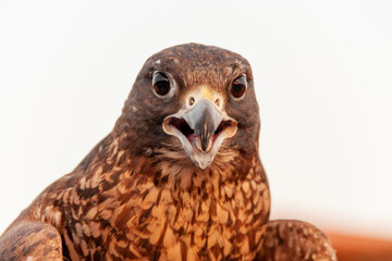Obraz premium Close up on falcon's head. A bird of prey. Picture is taken in the desert outside of Dubai, UAE. White background. Sunset reflection on the eyes of the bird.