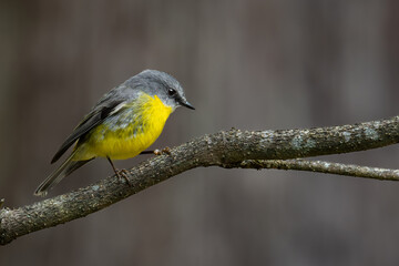 Eastern yellow Robin