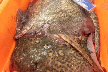 close up view of several freshly caught blonde ray fish in a box at the fish market for sale, Raja brachyura . © VicVaz