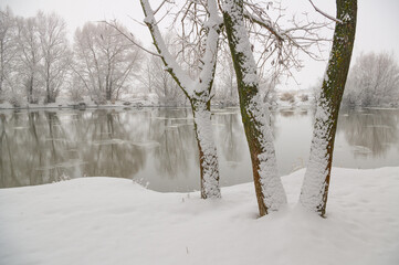 Snow-covered trees on the bank of a winter river.