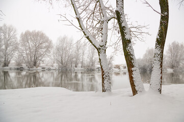 Snow-covered trees on the bank of a winter river.