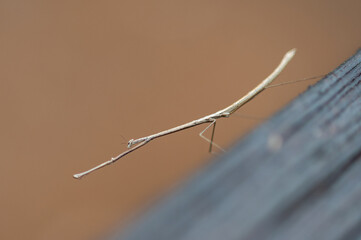 Stick bug doing interesting pose